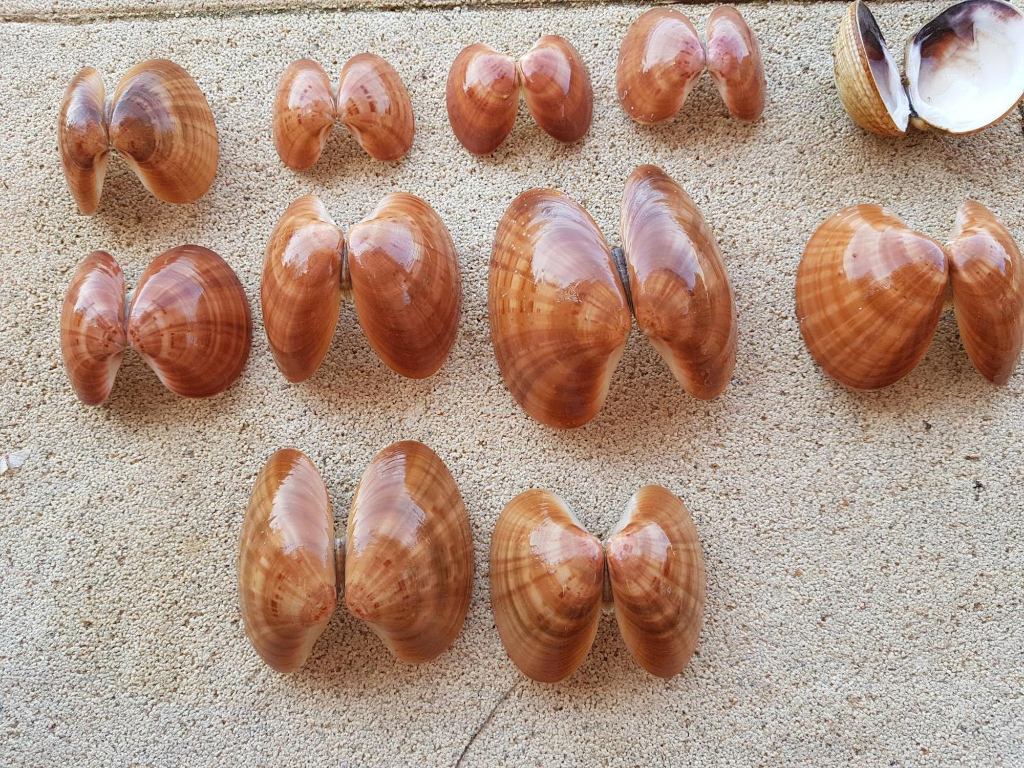 סבטי פיליפ אי ג'קוב Apartmani Maver מראה חיצוני תמונה
